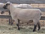 Sheep Trax Galileo 915G